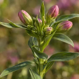 Alstrœmères (Alstroemeria) — tiges dressées avec boutons floraux rosés · Photo d'illustration