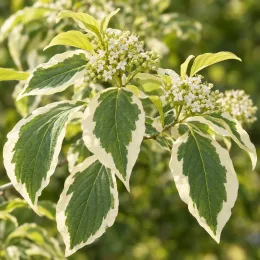 Cornouiller discuté 'Variegata' (Cornus controversa) — feuillage panaché vert et crème avec fleurs blanches · Photo d'illustration