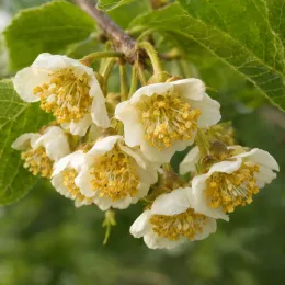 Kiwi 'Atlas' (Actinidia deliciosa) — grappe de petites fleurs blanches à cœur jaune · Photo d'illustration