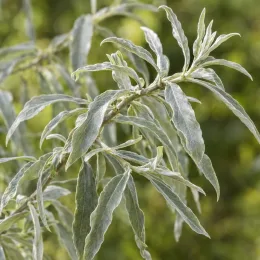 Poirier à feuilles de saule 'Pendula' (Pyrus salicifolia) — rameau avec long feuillage étroit et argenté · Photo d'illustration