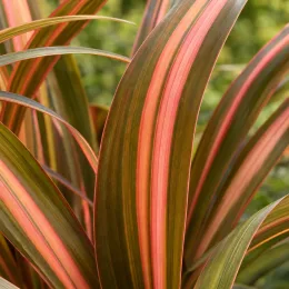 Lin de nouvelle-zélande 'Rainbow maiden' (Phormium tenax) — longues feuilles rubanées panachées vert et rose
