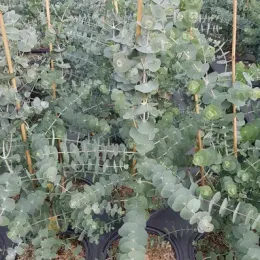 Gommier 'Baby blue' (Eucalyptus pulverulenta) — jeunes tiges dressées au feuillage rond en pot · Pot 3L