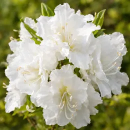 Azalée de chine 'Whitethroat' (Azalea mollis) — gros plan de fleurs blanches en grappe · Photo d'illustration
