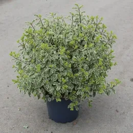 Pittospore 'Variegatum' (Pittosporum tenuifolium) — arbuste dense au feuillage panaché en pot · Pot 7.5L