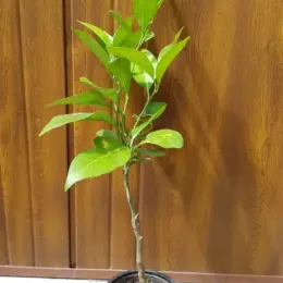 Oranger 'Washington navel' (Citrus sinensis) — jeune arbuste élancé en pot devant panneau bois · Pot 1.5L Tige