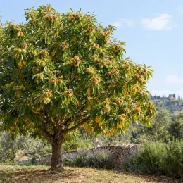 Châtaigner 'Bournette' (Castanea sativa) — grand arbre isolé couvert de fruits épineux · Photo d'illustration