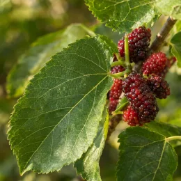 Mûrier à gros fruit rouge 'Red no.2' (Morus) — fruits rouges allongés parmi de grandes feuilles vertes · Photo d'illustration