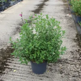 Sauge de graham 'Cera potosi' (Salvia microphylla) — petit arbuste dense en pot sur allée · Pot 7.5L