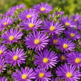 Pourpier vivace 'Bird purple' (Delosperma) — touffe dense de fleurs violettes à cœur jaune · Photo d'illustration