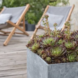 Joubarbe mint chocolate chip 'Chick charms mint chocolate chip' (Sempervivum) — succulentes en bac métallique sur terrasse en bois · Photo d'illustration