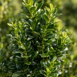 Houx crénelé 'O 'farrowsk6' (Ilex) — feuillage dense et brillant en gros plan · Photo d'illustration
