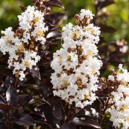 Lilas des indes 'White queen' (Lagerstroemia indica) — grappes de fleurs blanches sur feuillage pourpre