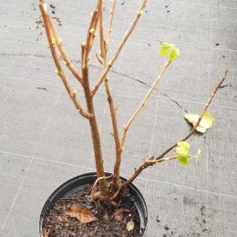 Cassissier 'Noir de bourgogne' (Ribes nigrum) — jeune arbuste à tiges nues dans pot noir · Pot 2.5L Touffe