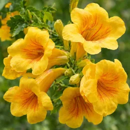 Bignonne 'Summer jazz tm gold trumpet creeper' (Campsis) — gros plan de fleurs jaunes en trompette veinées