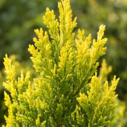 Thuya d'orient 'Pyramidalis aurea' (Thuja orientalis) — gros plan de feuillage conifère jaune vert