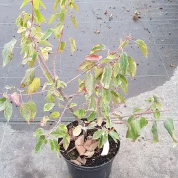 Baie de maqui 'Variegata' (Aristotelia chilensis) — jeune arbuste panaché en pot de culture · Pot 3L