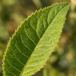 Sauge ananas (Salvia elegans) — gros plan sur une feuille verte dentelée · Photo d'illustration