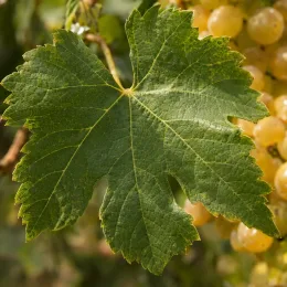Cépage blanc 'Chenin' (Vitis vinifera) — feuille lobée au premier plan, grappes derrière · Photo d'illustration