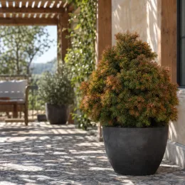 Cèdre du japon 'Bandai sugi' (Cryptomeria japonica) — jeune conifère en pot sur terrasse ombragée