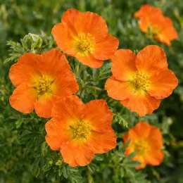Potentille 'Tangerine' (Potentilla fruticosa) — cinq fleurs orange vives sur fond de feuillage · Photo d'illustration