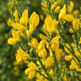 Genêt (Cytisus scoparius) — grappes de fleurs jaunes sur tiges vertes · Photo d'illustration