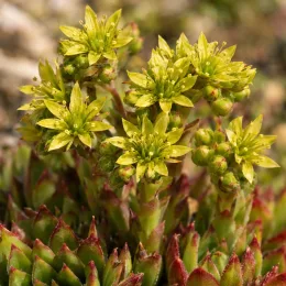Succulente 'Feuerrad' (Jovibarba × nixonii) — fleurs étoilées jaunes au-dessus de rosettes charnues