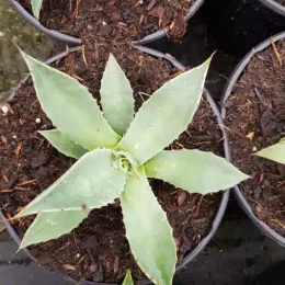Agave de parry 'Couesii' (Agave parryi) — jeune rosette succulente en pot de culture · Pot 2.5L