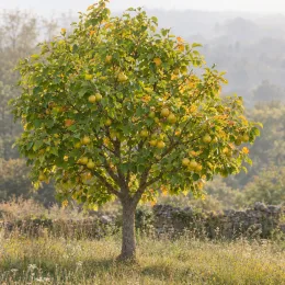Nashi 'Shin seiki' (Pyrus pyrifolia) — arbre fruitier isolé chargé de fruits jaunes