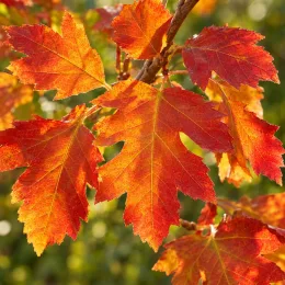 Alisier torminal (Sorbus torminalis) — feuilles lobées aux couleurs automnales chaudes · Photo d'illustration