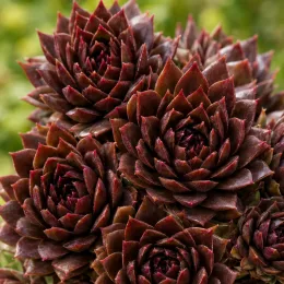 Joubarbe à rosette couleur chocolat 'Chocolate kiss' (Sempervivum) — rosettes serrées de succulente brune aux pointes rouges · Photo d'illustration