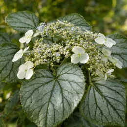 Hortensia grimpant du japon 'Moonlight' (Schizophragma hydrangeoides) — gros feuillage panaché avec petites fleurs plates · Photo d'illustration