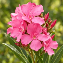 Laurier Rose (rose) (Nerium oleander) — gros plan de fleurs rose vif et boutons · Photo d'illustration