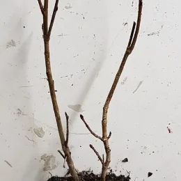 Aronie à gros fruits 'Nero' (Aronia × prunifolia) — jeune plant racines nues avec tiges nues · Godet