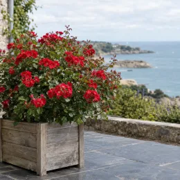 Rosier 'Knock out' (Rosa hybrida) — massif de fleurs rouges dans grand bac en bois · Photo d'illustration