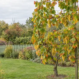 Vigne 'De table muscat d'alexandrie' (Vitis vinifera) — vigne palissée avec grappes de raisins jaunes · Photo d'illustration