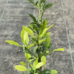 Alemow (Citrus macrophylla) — jeune plant dressé au feuillage vert en pot · Pot 3L Baliveau