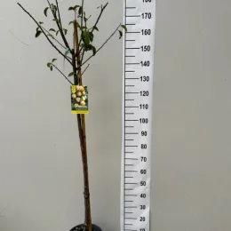 Prunier Mirabelle de Nancy (Prunus domestica) — jeune arbre fruitier en pot devant toise · Pot 15L Tige