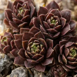 Joubarbe mint chocolate chip 'Chick charms mint chocolate chip' (Sempervivum) — rosettes de succulente brun pourpre sur substrat minéral · Photo d'illustration