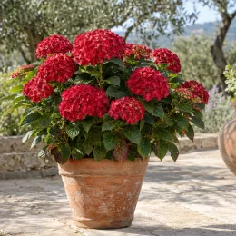 Hortensia 'Sybilla' (Hydrangea macrophylla) — massif de fleurs rouges en pot terre cuite · Photo d'illustration
