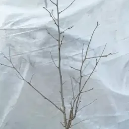 Noisetier segorbe 'Segorbe' (Corylus avellana) — jeune arbuste nu en conteneur, tiges dressées · Pot 2.5L