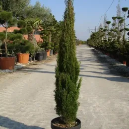 Cyprès méditerranéen 'totem' (Cupressus sempervirens) — conifère étroit en pot sur allée de pépinière · Pot 12L