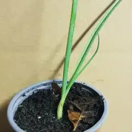 Ail d'ornement 'Red mohican' (Allium amethystinum) — jeune plant à longues feuilles vertes en pot · Pot 1.5L