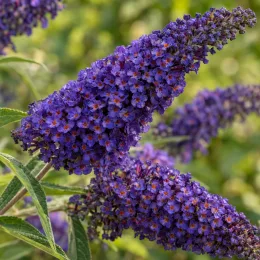 Arbre aux papillons 'Reve de papillon blue' (Buddleia davidii) — longs épis serrés de petites fleurs violettes · Photo d'illustration