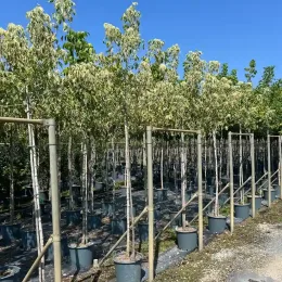 Érable à feuilles de frêne panaché 'Flamingo' (Acer negundo) — alignement de jeunes arbres panachés en pots noirs · Pot 30L Tige 8/10