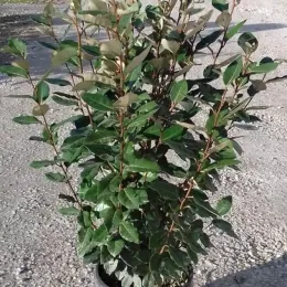 Chalef vert compact (Elaeagnus ebbingei) — arbuste au feuillage dense dans un pot noir · Pot 10L