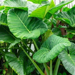 Alocasia Oreille d'éléphant