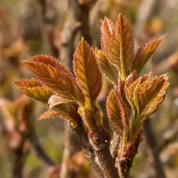 Viorne 'Aberconway' (Viburnum bodnantense) — jeunes pousses de feuilles bronze sur rameaux · Photo d'illustration