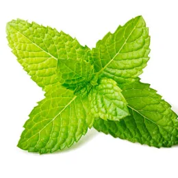 Menthe verte