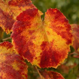 Vigne de coignet (Vitis coignetiae) — grand feuillage en cœur, jaune et rouge vif · Photo d'illustration