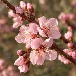 Pêcher 'Fayette' (Prunus persica) — gros plan de fleurs rose pâle sur branche
